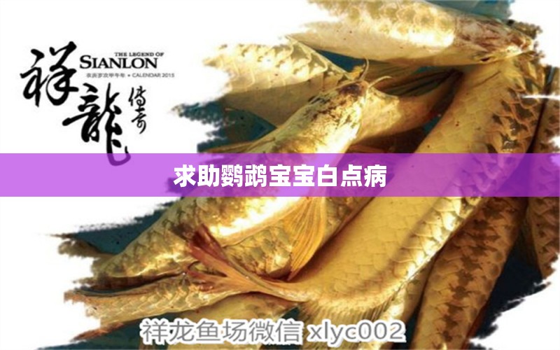 求助鸚鵡寶寶白點病 鸚鵡魚