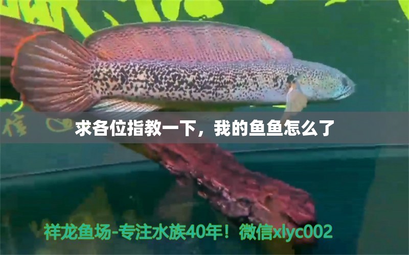 求各位指教一下，我的魚魚怎么了 觀賞魚論壇 第3張