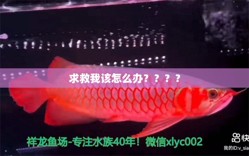 求救我該怎么辦？？？？ 魚糧魚藥