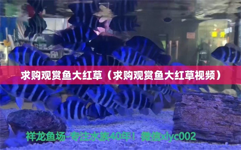 求購觀賞魚大紅草（求購觀賞魚大紅草視頻） 祥龍水族醫(yī)院