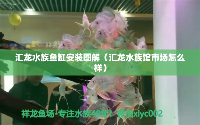 匯龍水族魚缸安裝圖解（匯龍水族館市場(chǎng)怎么樣）