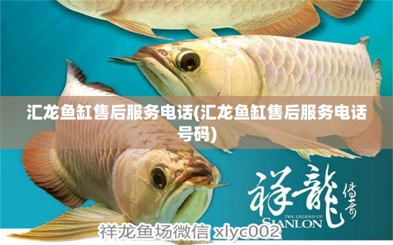 匯龍魚缸售后服務電話(匯龍魚缸售后服務電話號碼) 赤荔鳳冠魚