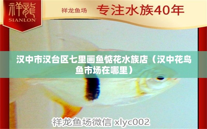 漢中市漢臺區(qū)七里畫魚惦花水族店（漢中花鳥魚市場在哪里） 全國水族館企業(yè)名錄