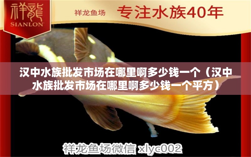 漢中水族批發(fā)市場在哪里啊多少錢一個（漢中水族批發(fā)市場在哪里啊多少錢一個平方） 觀賞魚水族批發(fā)市場