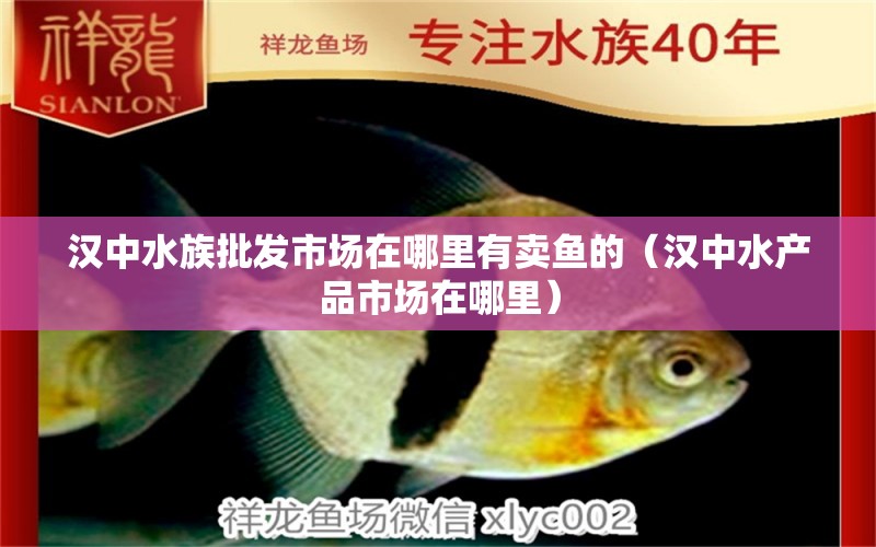 漢中水族批發(fā)市場在哪里有賣魚的（漢中水產(chǎn)品市場在哪里）