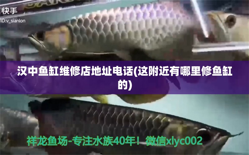 漢中魚缸維修店地址電話(這附近有哪里修魚缸的) 帝王血鉆魚