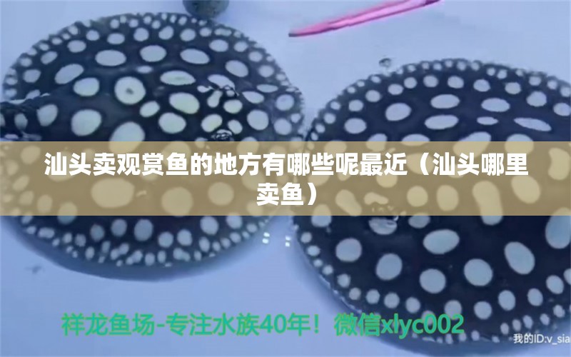 汕頭賣(mài)觀賞魚(yú)的地方有哪些呢最近（汕頭哪里賣(mài)魚(yú)） 白化火箭魚(yú)