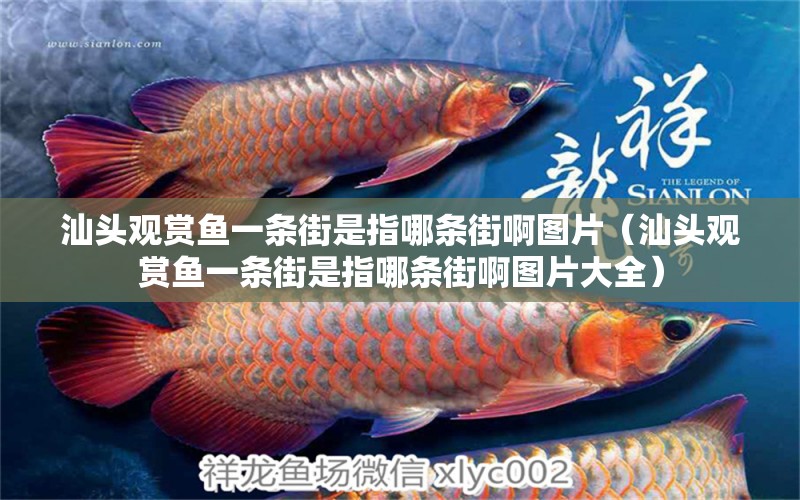 汕頭觀賞魚一條街是指哪條街啊圖片（汕頭觀賞魚一條街是指哪條街啊圖片大全）