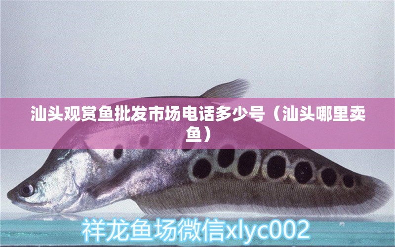 汕頭觀賞魚批發(fā)市場電話多少號（汕頭哪里賣魚）