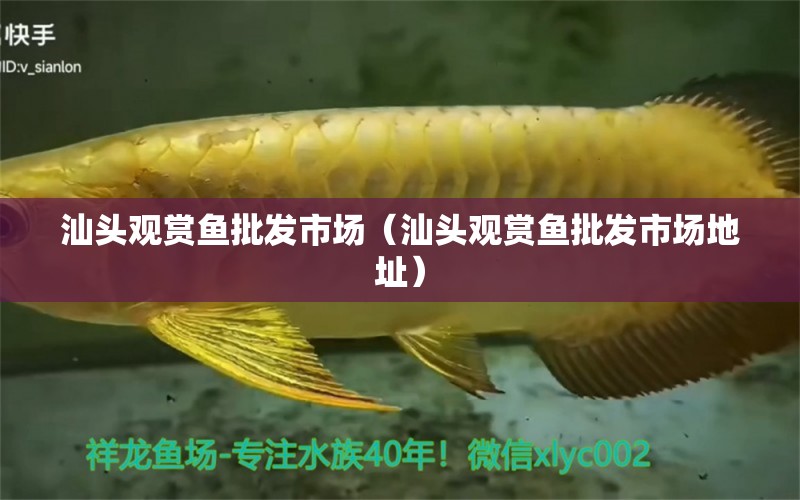 汕頭觀賞魚批發(fā)市場（汕頭觀賞魚批發(fā)市場地址） 觀賞魚批發(fā)