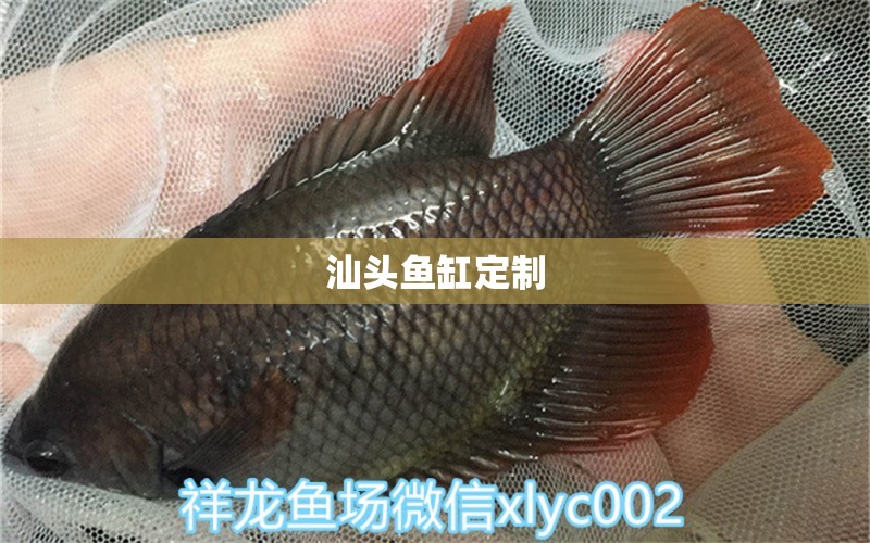 汕頭魚缸定制 其他品牌魚缸