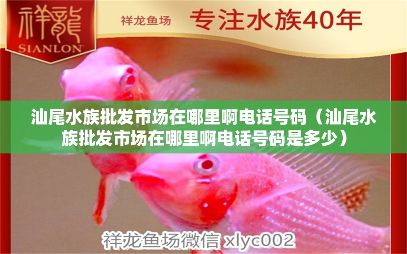 汕尾水族批發(fā)市場(chǎng)在哪里啊電話號(hào)碼（汕尾水族批發(fā)市場(chǎng)在哪里啊電話號(hào)碼是多少）