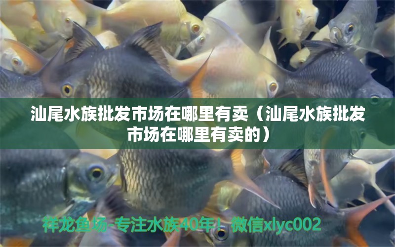 汕尾水族批發(fā)市場(chǎng)在哪里有賣（汕尾水族批發(fā)市場(chǎng)在哪里有賣的） 觀賞魚(yú)水族批發(fā)市場(chǎng)