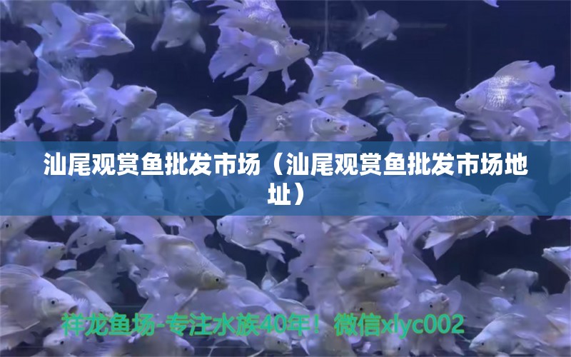 汕尾觀賞魚批發(fā)市場（汕尾觀賞魚批發(fā)市場地址）