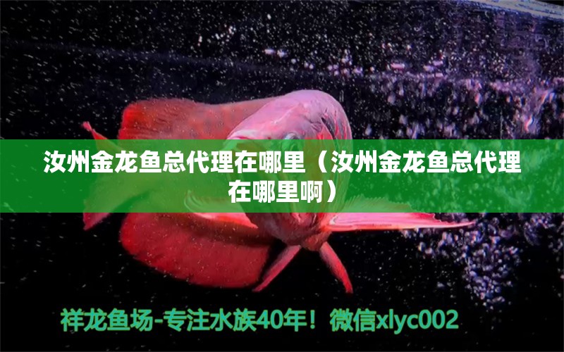 汝州金龍魚總代理在哪里（汝州金龍魚總代理在哪里?。? title=