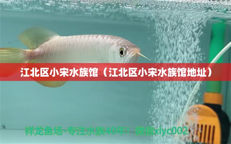 江北區(qū)小宋水族館（江北區(qū)小宋水族館地址）