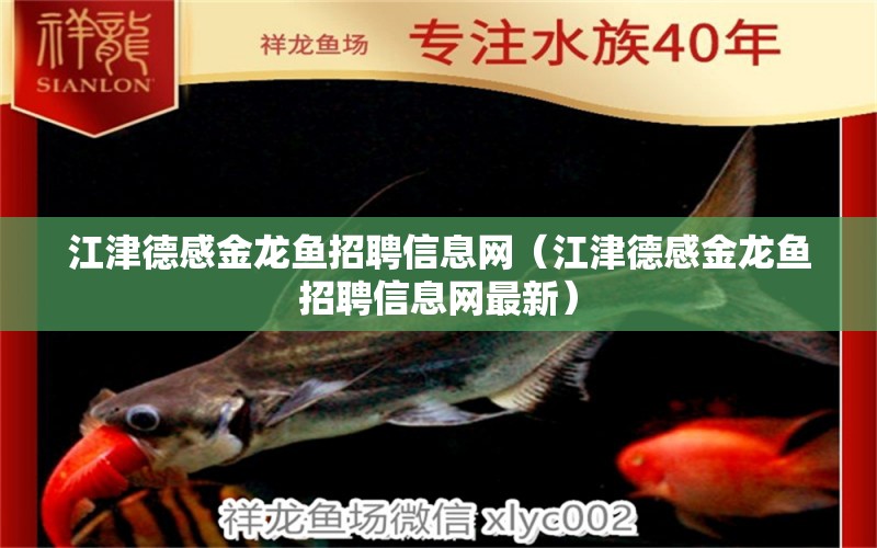 江津德感金龍魚招聘信息網(wǎng)（江津德感金龍魚招聘信息網(wǎng)最新）