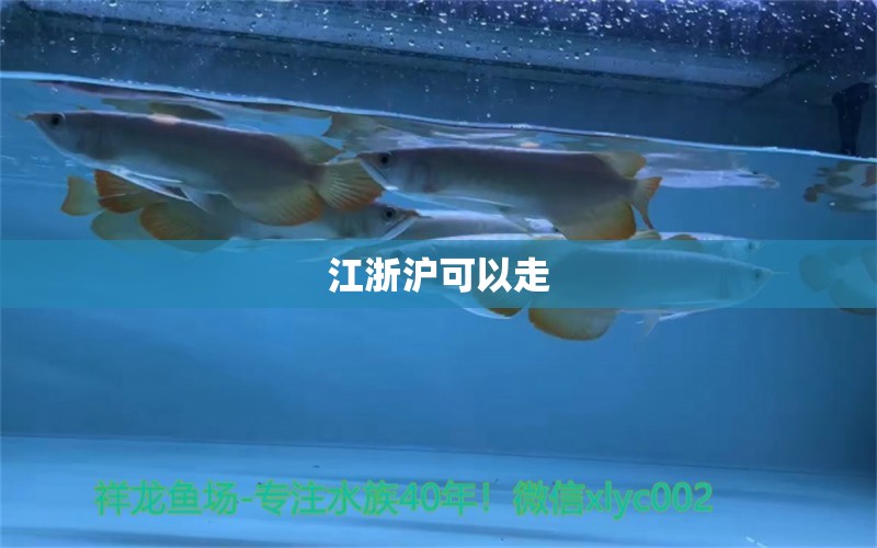 江浙滬可以走