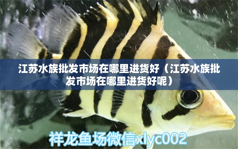 江蘇水族批發(fā)市場(chǎng)在哪里進(jìn)貨好（江蘇水族批發(fā)市場(chǎng)在哪里進(jìn)貨好呢） 觀賞魚水族批發(fā)市場(chǎng)