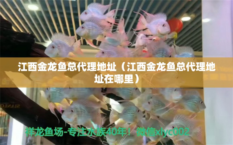 江西金龍魚總代理地址（江西金龍魚總代理地址在哪里）