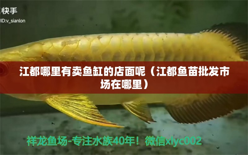 江都哪里有賣魚缸的店面呢（江都魚苗批發(fā)市場(chǎng)在哪里） 廣州觀賞魚批發(fā)市場(chǎng)