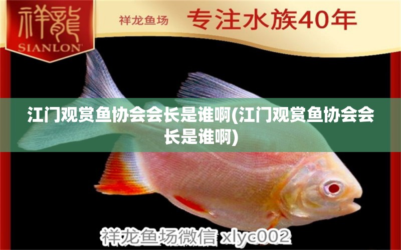 江門觀賞魚協(xié)會(huì)會(huì)長是誰啊(江門觀賞魚協(xié)會(huì)會(huì)長是誰啊) 非洲金鼓魚