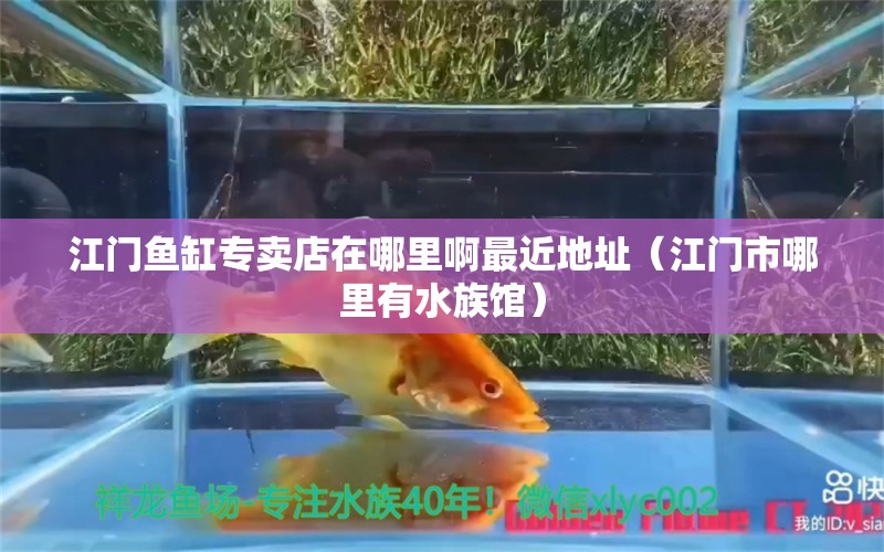 江門魚缸專賣店在哪里啊最近地址（江門市哪里有水族館）