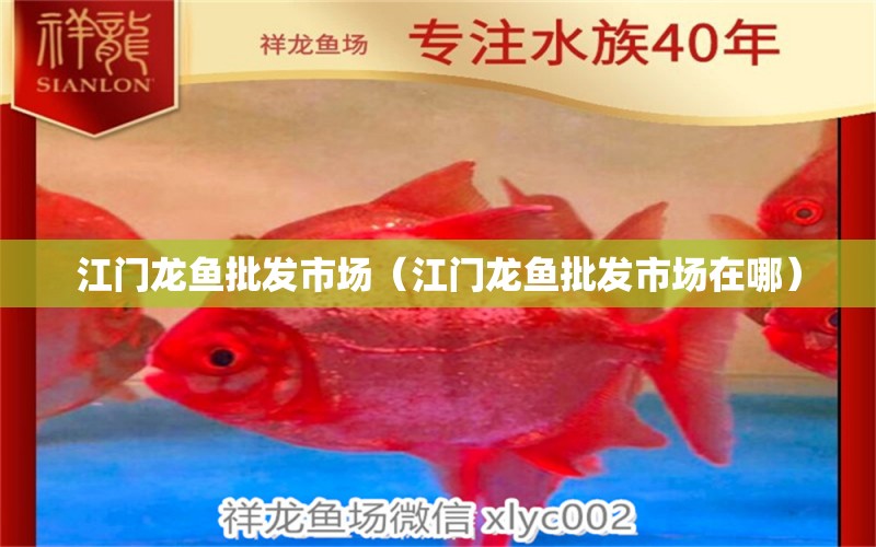 江門龍魚(yú)批發(fā)市場(chǎng)（江門龍魚(yú)批發(fā)市場(chǎng)在哪） 龍魚(yú)批發(fā)