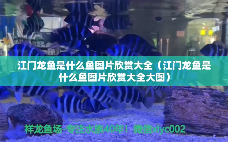 江門(mén)龍魚(yú)是什么魚(yú)圖片欣賞大全（江門(mén)龍魚(yú)是什么魚(yú)圖片欣賞大全大圖）