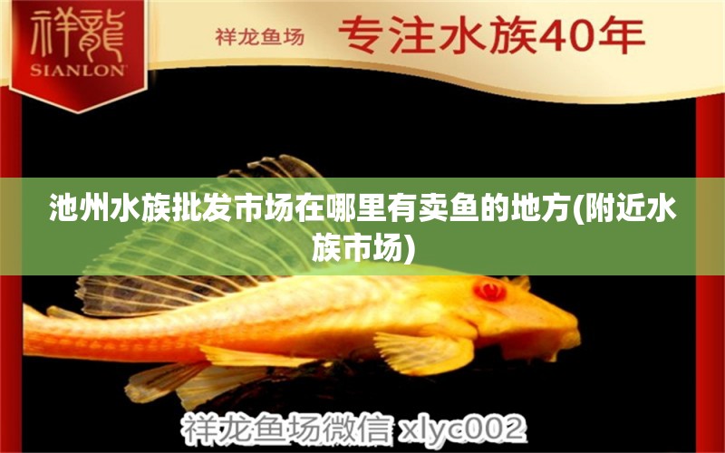 池州水族批發(fā)市場(chǎng)在哪里有賣魚(yú)的地方(附近水族市場(chǎng)) 觀賞魚(yú)水族批發(fā)市場(chǎng)