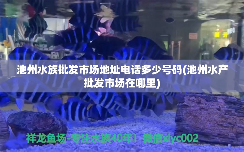 池州水族批發(fā)市場地址電話多少號碼(池州水產(chǎn)批發(fā)市場在哪里) 觀賞魚水族批發(fā)市場