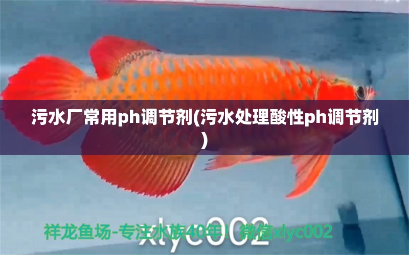 污水廠常用ph調(diào)節(jié)劑(污水處理酸性ph調(diào)節(jié)劑) 南美異型魚(yú)