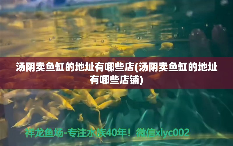 湯陰賣魚缸的地址有哪些店(湯陰賣魚缸的地址有哪些店鋪) 生態(tài)瓶/創(chuàng)意缸/桌面微景缸 第1張