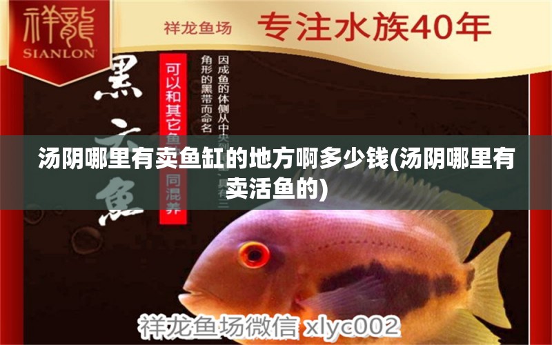 湯陰哪里有賣魚缸的地方啊多少錢(湯陰哪里有賣活魚的)