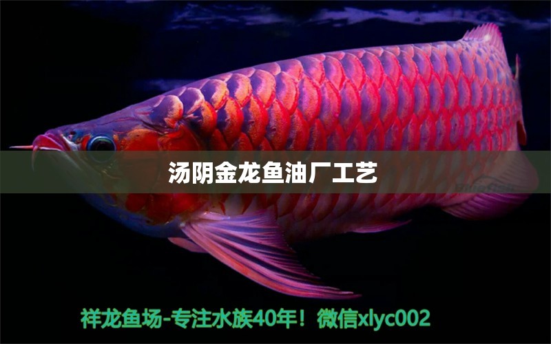 湯陰金龍魚油廠工藝  黑水素