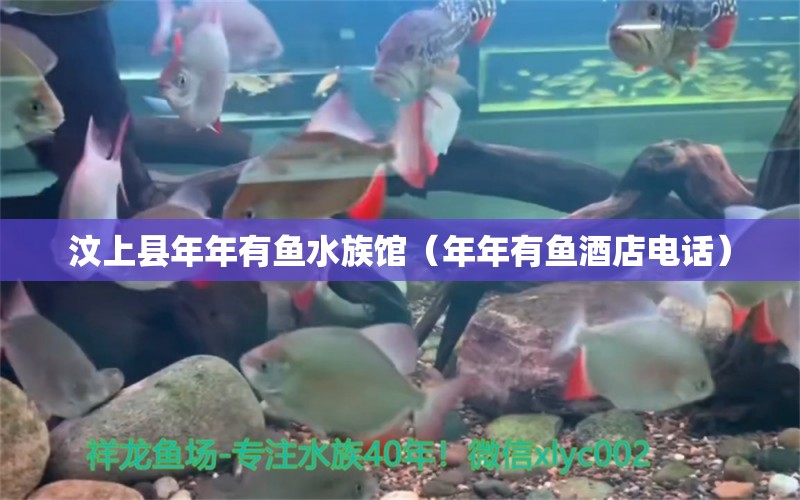 汶上縣年年有魚(yú)水族館（年年有魚(yú)酒店電話(huà)）