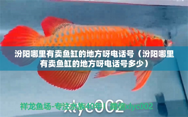 汾陽(yáng)哪里有賣(mài)魚(yú)缸的地方呀電話(huà)號(hào)（汾陽(yáng)哪里有賣(mài)魚(yú)缸的地方呀電話(huà)號(hào)多少） 祥龍水族醫(yī)院