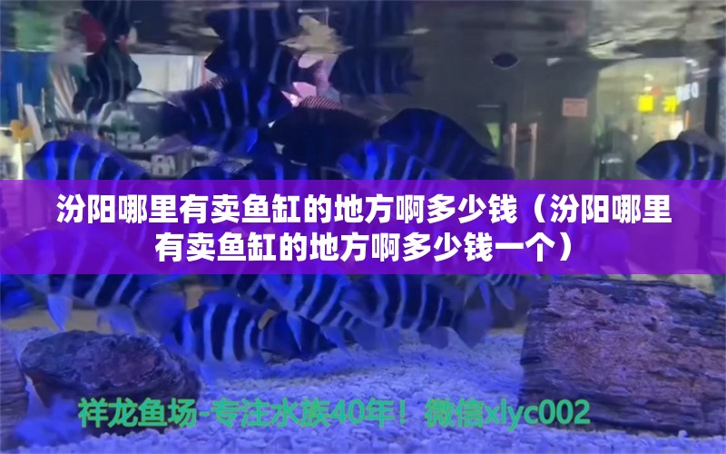 汾陽(yáng)哪里有賣魚缸的地方啊多少錢（汾陽(yáng)哪里有賣魚缸的地方啊多少錢一個(gè)） 細(xì)線銀版魚