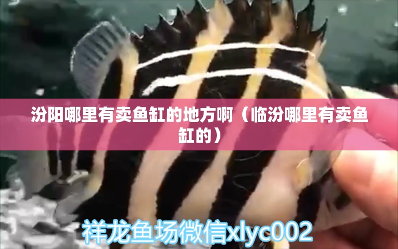 汾陽(yáng)哪里有賣魚缸的地方?。ㄅR汾哪里有賣魚缸的）