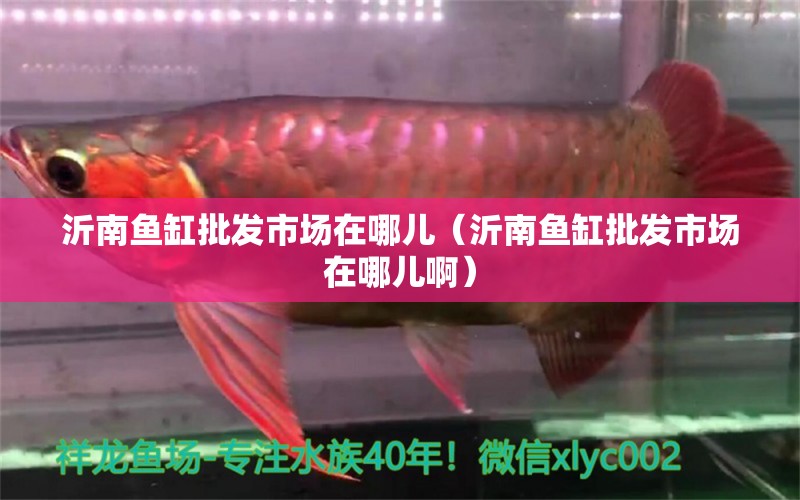 沂南魚缸批發(fā)市場在哪兒（沂南魚缸批發(fā)市場在哪兒?。? title=