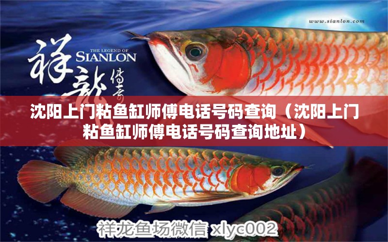 沈陽上門粘魚缸師傅電話號碼查詢（沈陽上門粘魚缸師傅電話號碼查詢地址） 斑馬狗頭魚