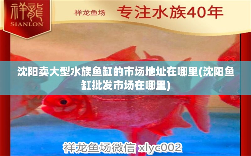 沈陽賣大型水族魚缸的市場地址在哪里(沈陽魚缸批發(fā)市場在哪里) 羽毛刀魚苗