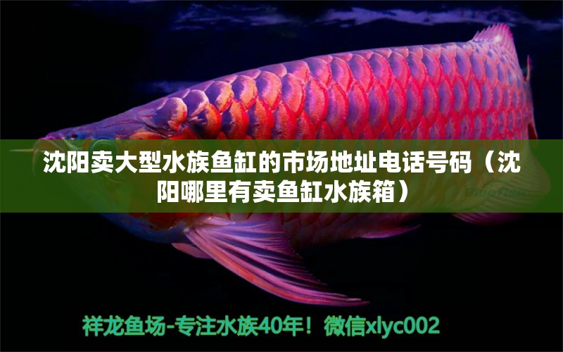 沈陽賣大型水族魚缸的市場地址電話號(hào)碼（沈陽哪里有賣魚缸水族箱）