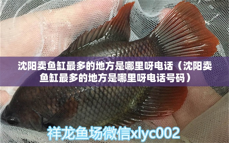 沈陽(yáng)賣(mài)魚(yú)缸最多的地方是哪里呀電話（沈陽(yáng)賣(mài)魚(yú)缸最多的地方是哪里呀電話號(hào)碼） 祥龍水族醫(yī)院