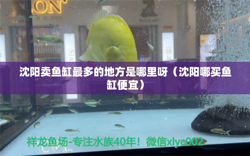 沈陽賣魚缸最多的地方是哪里呀（沈陽哪買魚缸便宜） 觀賞魚進(jìn)出口