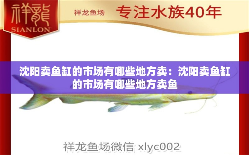 沈陽賣魚缸的市場有哪些地方賣：沈陽賣魚缸的市場有哪些地方賣魚 觀賞魚