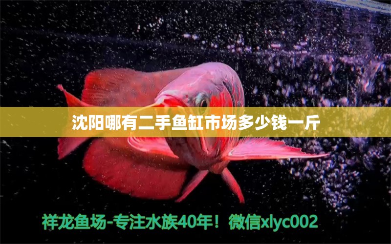 沈陽(yáng)哪有二手魚缸市場(chǎng)多少錢一斤 黃金斑馬魚