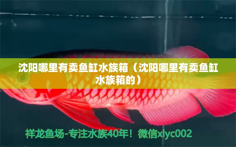 沈陽哪里有賣魚缸水族箱（沈陽哪里有賣魚缸水族箱的） 魚缸/水族箱