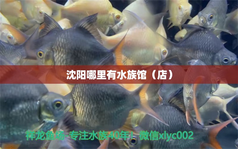 沈陽哪里有水族館（店） 觀賞魚水族批發(fā)市場(chǎng)