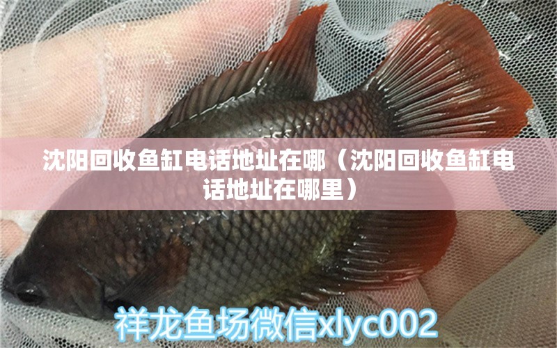 沈陽回收魚缸電話地址在哪（沈陽回收魚缸電話地址在哪里）